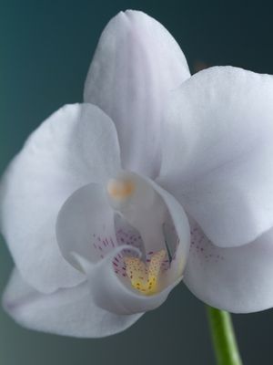 JARDIM DOS ENCANTOS 02