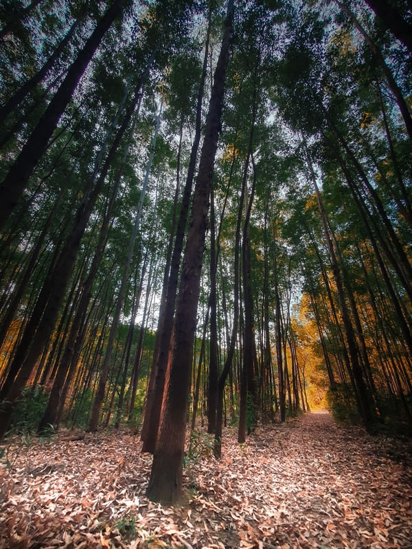 BOSQUE DOS EUCALIPTOS