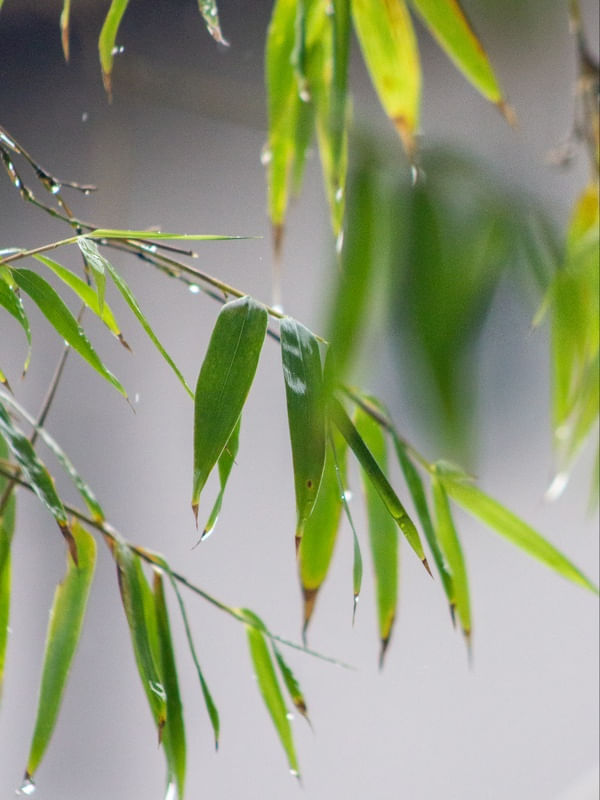 BAMBU E CHUVA