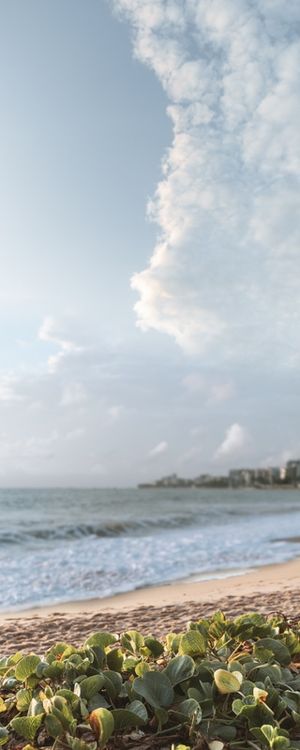 AD PLANTAS DA PRAIA DE JATIUCA MACEIÓ