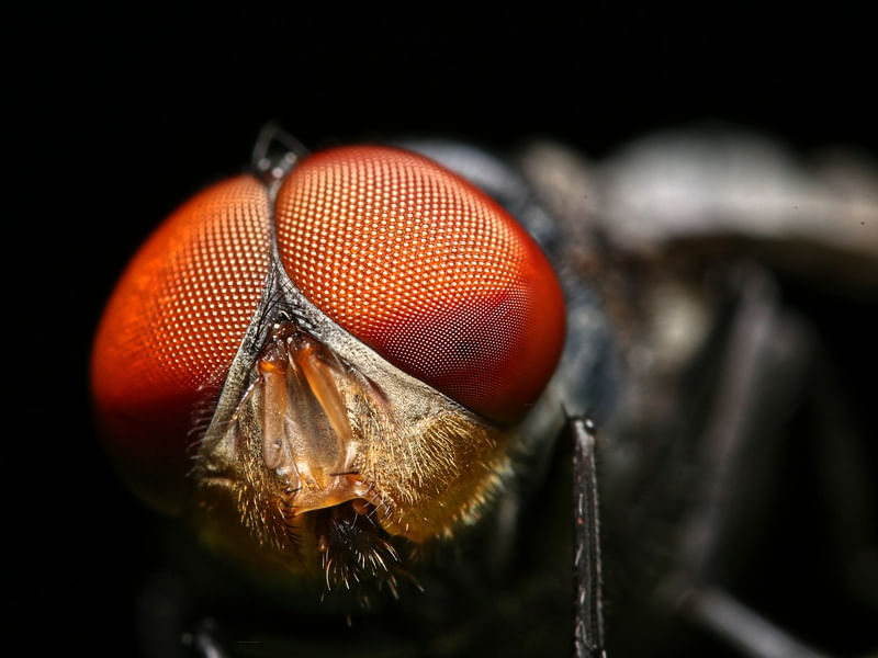 MOSCA COMUM