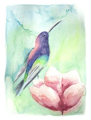 COLIBRI PURPURA