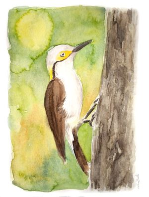 PICA-PAU AMARELO