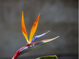 STRELITZIA2022 1
