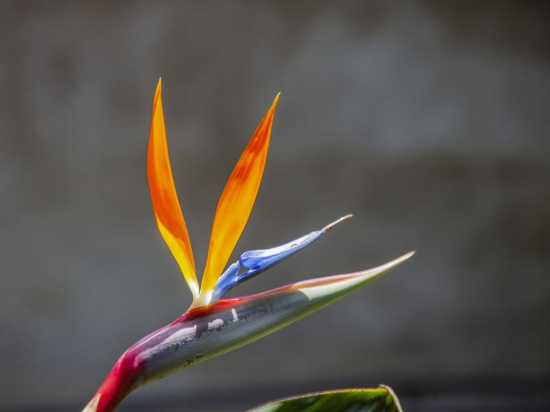 STRELITZIA2022 1