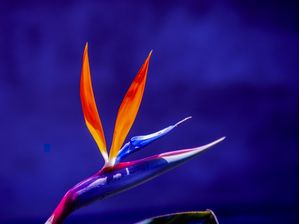 STRELITZIA 2022 2