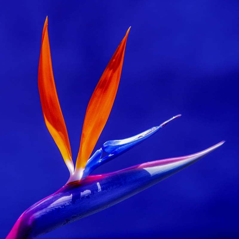 STRELITZIA 2022 3