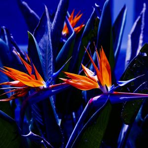 STRELITZIA 2022 4