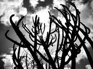 CACTOS BRASILEIROS