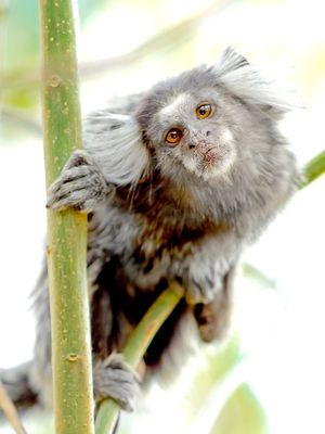 MACACO SAGUI