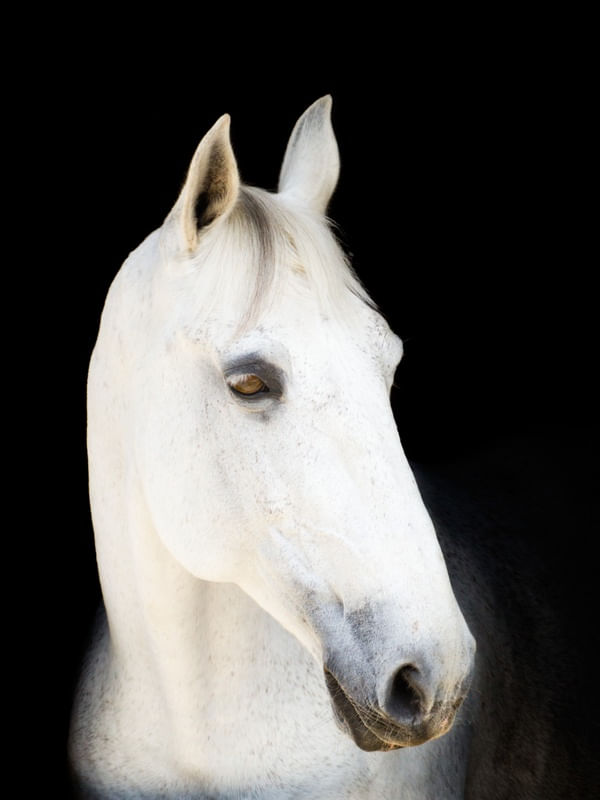 CAVALO BRANCO CLOSE