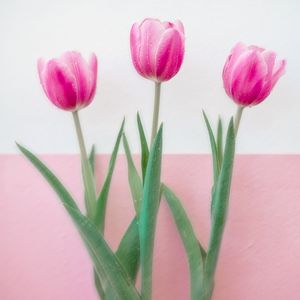 TULIPA EM TRIO