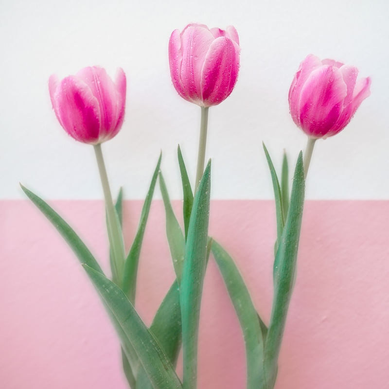 TULIPA EM TRIO