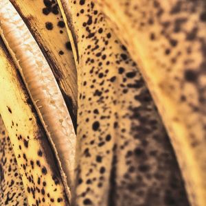 BANANA PRA BOLO II
