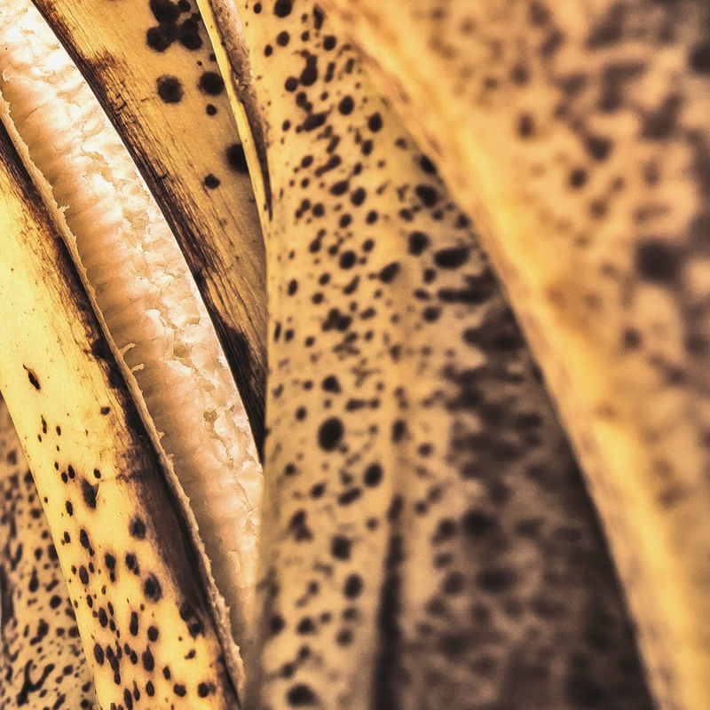 BANANA PRA BOLO II