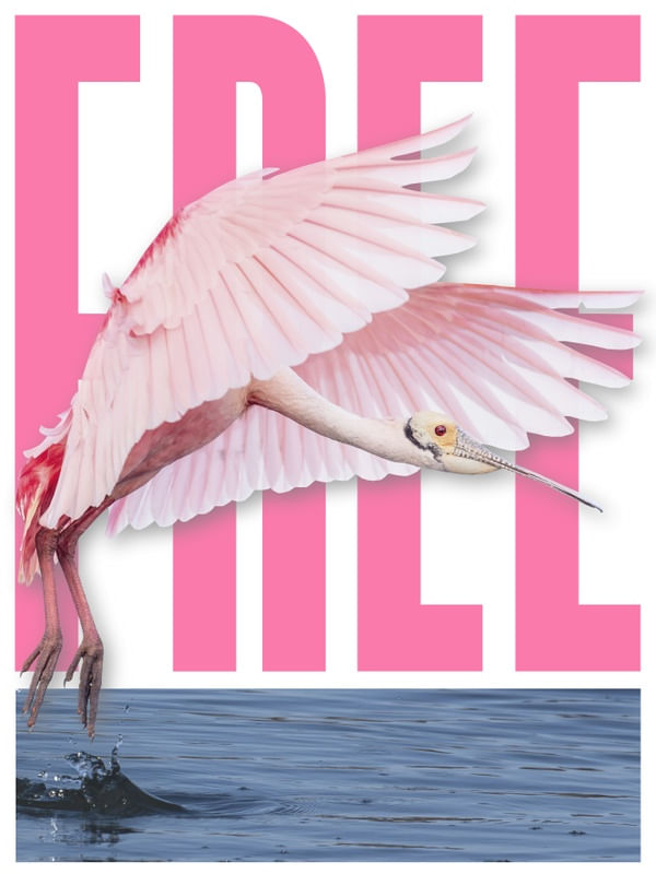 FREE BIRD TYPO