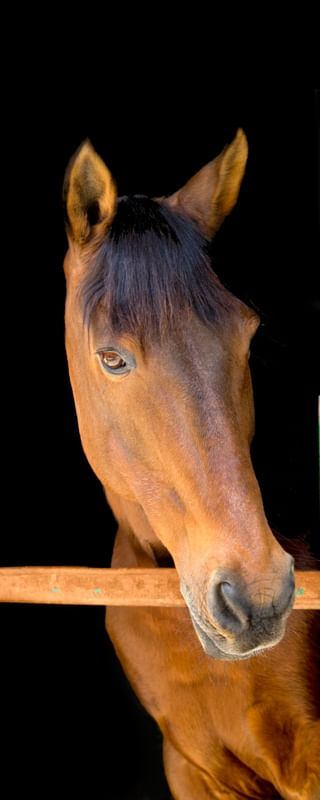 CAVALO CASTANHO