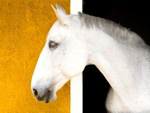 CAVALO BRANCO PERFIL