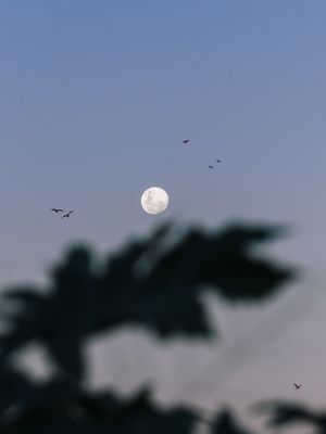MOONLIGHT WALK