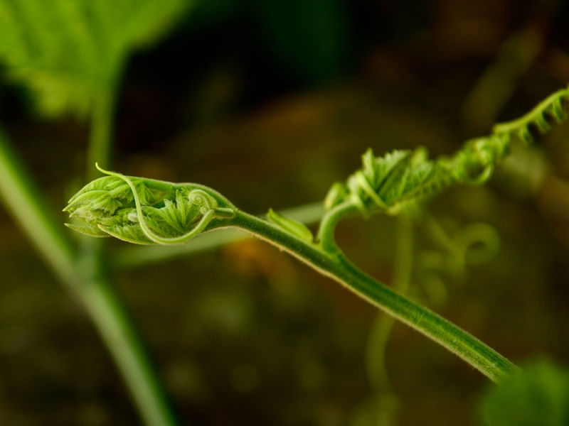 FLOR DE ABÓBORA 04