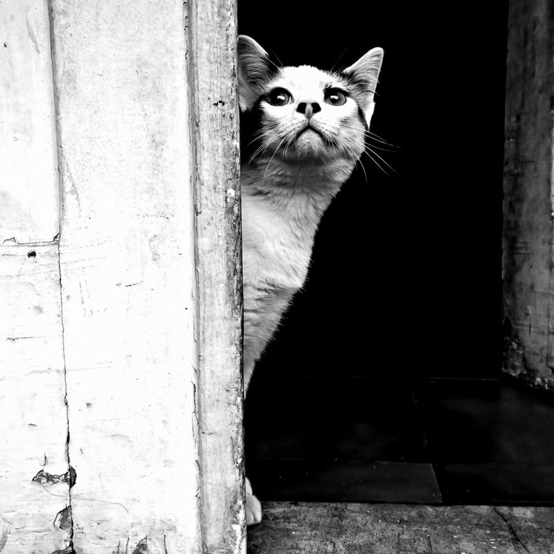 GATOPB