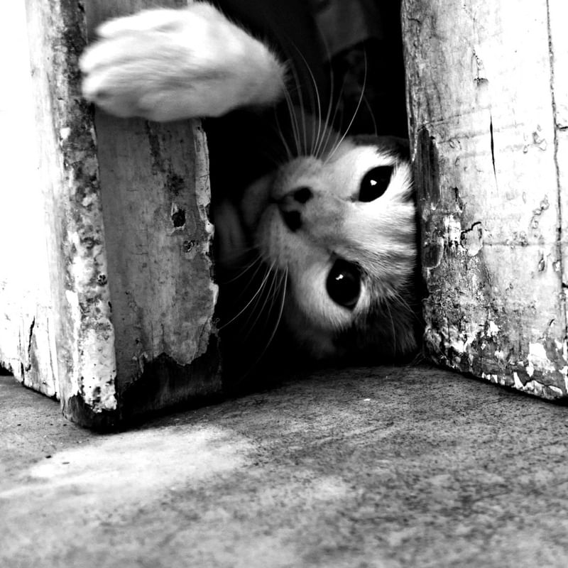 GATONAPORTA