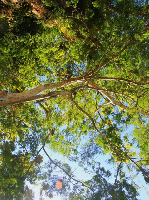 NA SOMBRA DE MORRETES