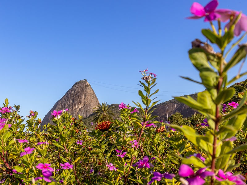 RIO FLORIDO