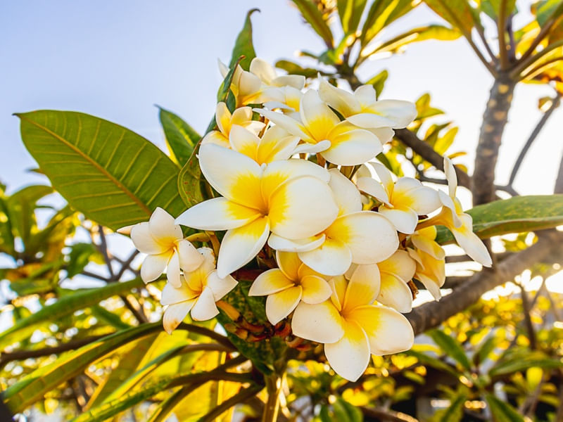 PLUMERIA BRANCAS