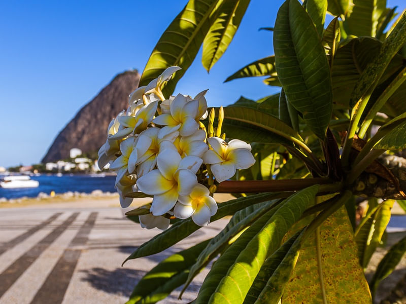 FLORES NO ATERRO