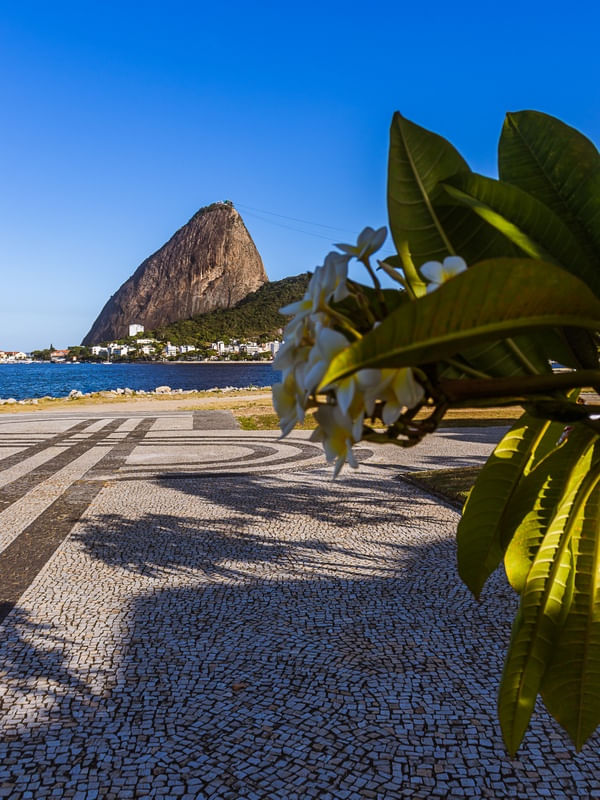 PÃO DE AÇÚCAR E FLORES