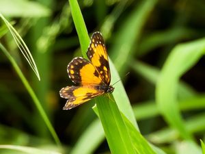ORANGE BUTTERFLY BEAUTY