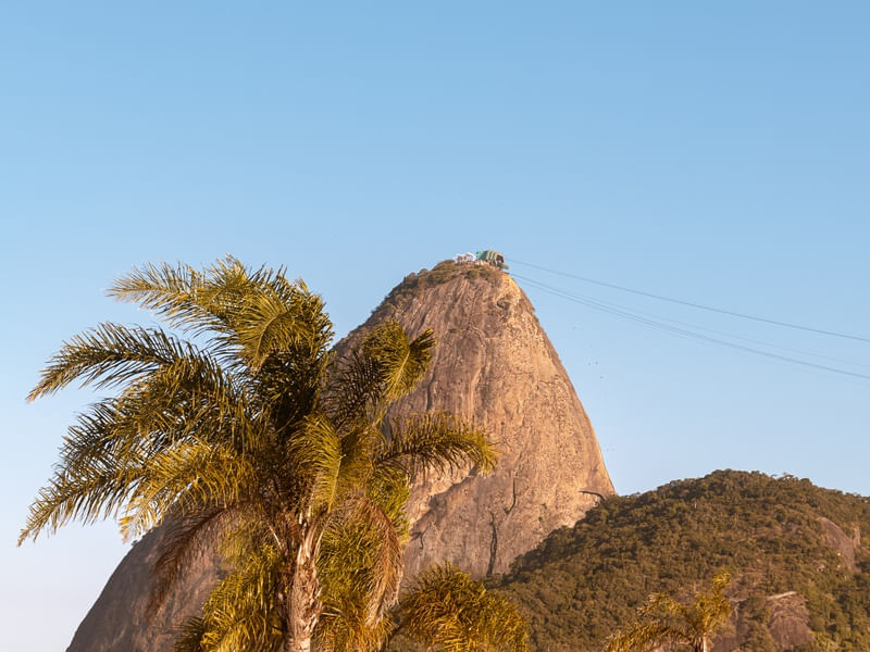 BONDINHO E PALMEIRA