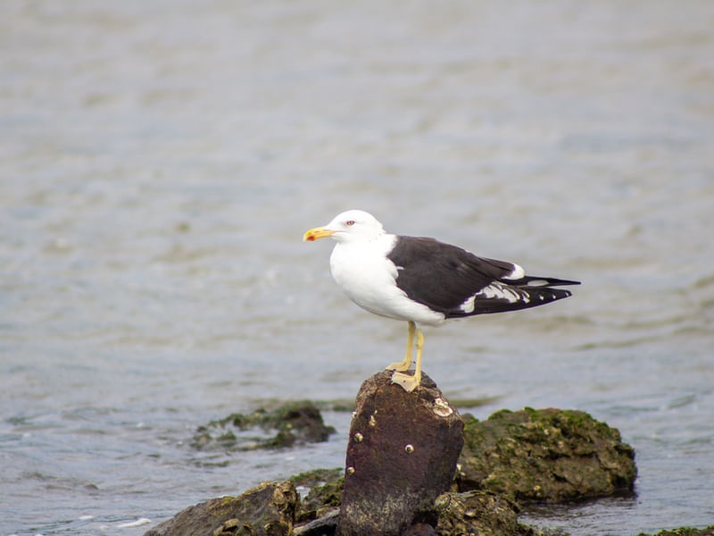 GAIVOTA ASA ESCURA