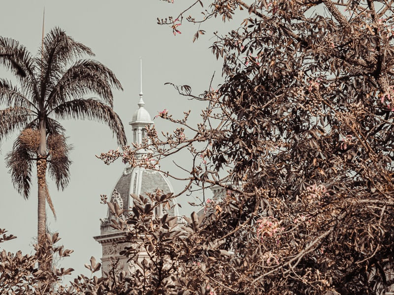TORRE DO PALÁCIO E PALMEIRA ROSA