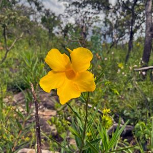 ENCANTOS DO CERRADO - PIRENOPOLIS 7