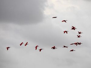 VOÔ DOS GUARÁS DELTA DO RIO PARNAÍBA