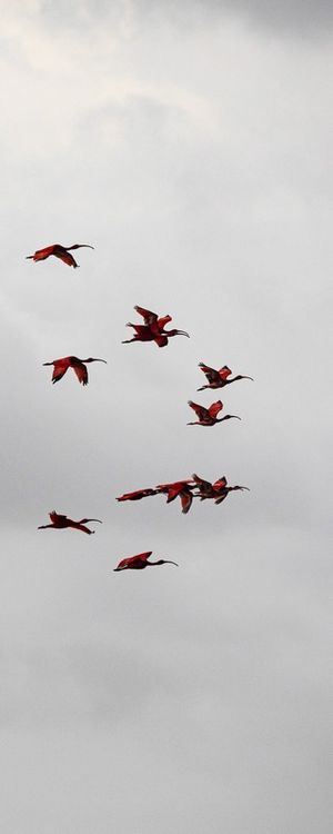 VOÔ DOS GUARÁS DELTA DO RIO PARNAÍBA 3