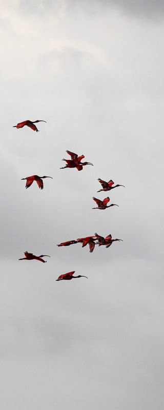 VOÔ DOS GUARÁS DELTA DO RIO PARNAÍBA 3