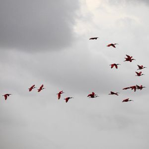 VOÔ DOS GUARÁS DELTA DO RIO PARNAÍBA 4