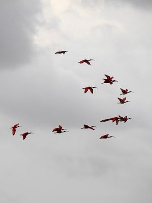 VOÔ DOS GUARÁS DELTA DO RIO PARNAÍBA 5
