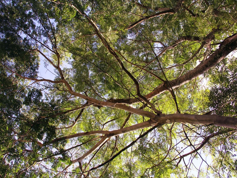 CÉU DE GRAVETOS