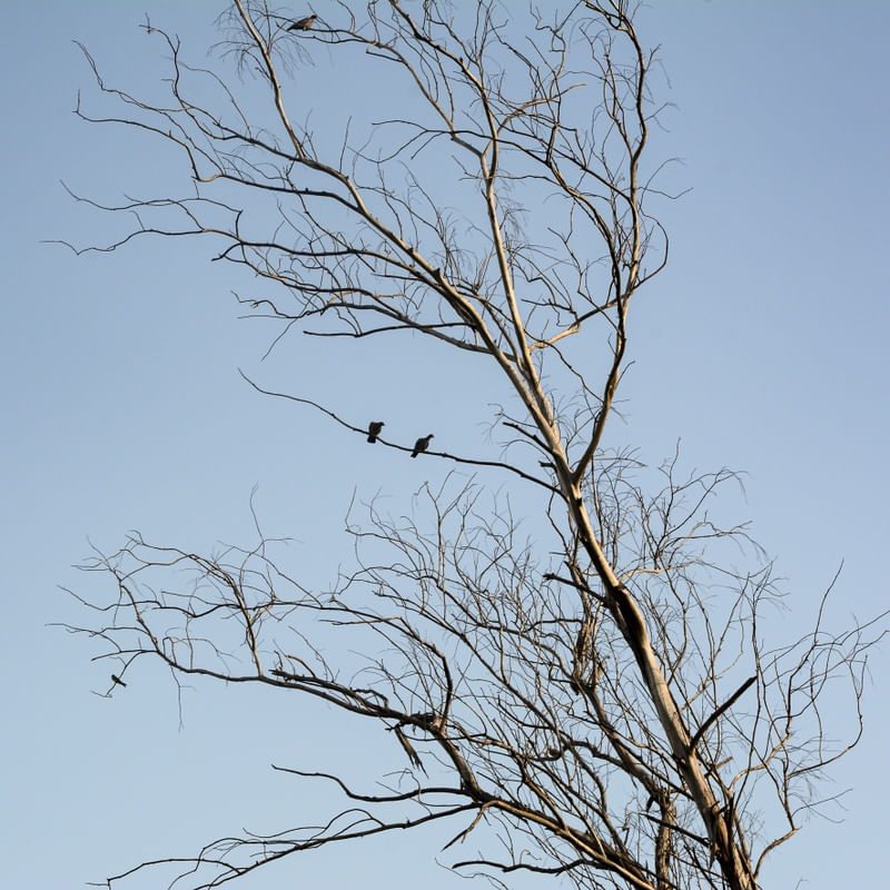 GALHOS E AVES 4