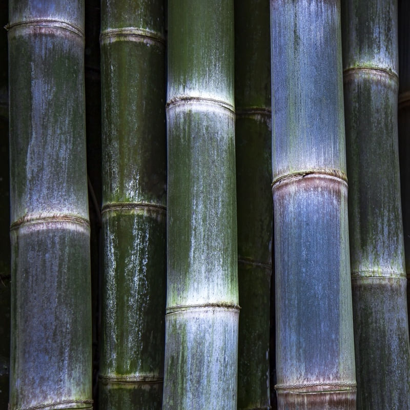 BAMBUZAL 9048