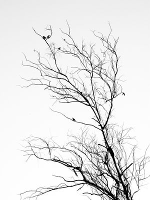 GALHOS E AVES 4A