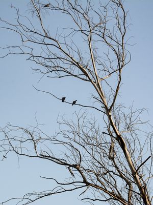 GALHOS E AVES 4B
