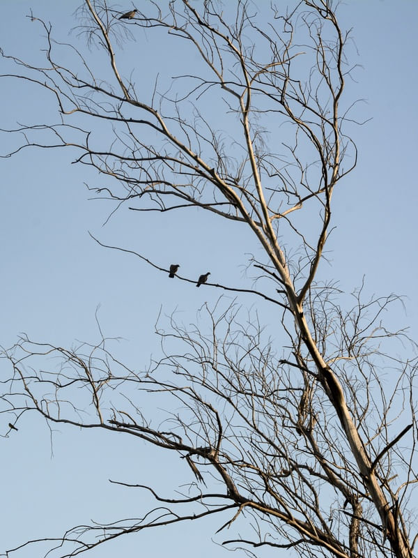 GALHOS E AVES 4B