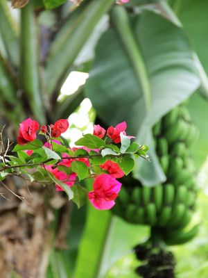 PRIMAVERA COM BANANA