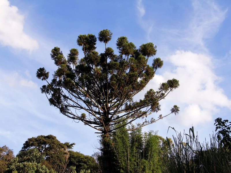 CÉU DE ARAUCÁRIA