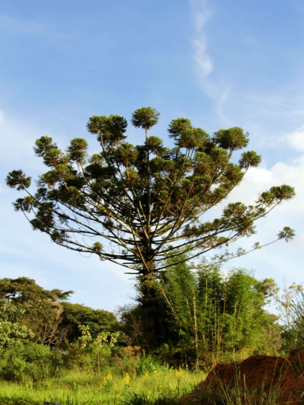 ARAUCÁRIA DO SUDESTE